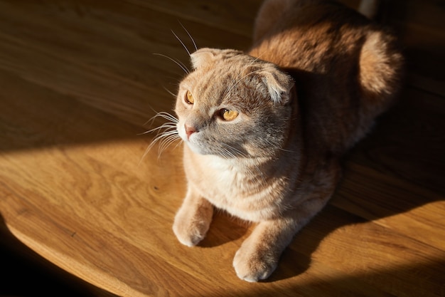 Britische Katze liegt auf Holztisch im Sonnenlicht zu Hause