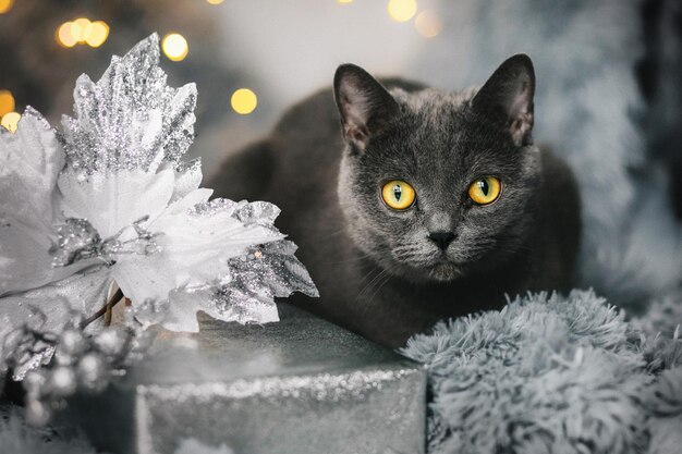 Britische Katze sitzt in der Nähe von Geschenken und Weihnachtsdekoration. Weihnachten, Neujahr, Feiertage und Feiern