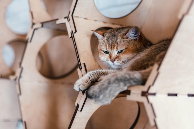 Britische Kurzhaarkatze, goldene Chinchilla, schläft in einem Katzenhaus auf einer weißen Ziegelwand