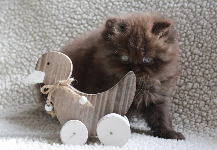 Foto britische langhaarige katze mit einem spielzeugvogel auf einer decke
