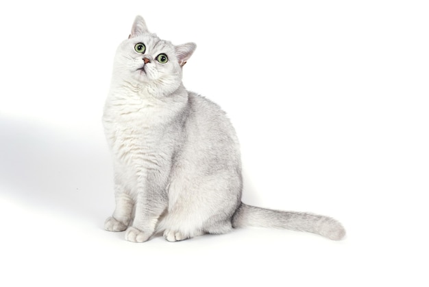 Britische Lorthair rauchige Katze isoliert auf Weiß wartet