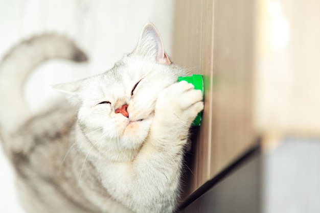 Britische weiße Katze spielt mit einem Ball