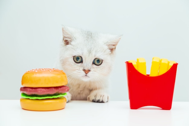 Britisches weißes Kätzchen schaut auf Pommes und einen Hamburger. Spielzeug Plastiknahrung.