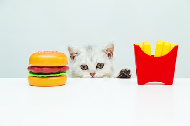 Foto britisches weißes kätzchen schaut auf pommes und einen hamburger. spielzeug plastiknahrung.