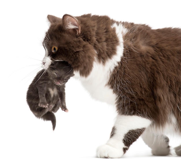 British Longhair llevando un gatito aislado en blanco