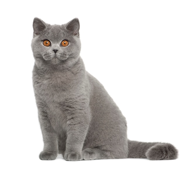 British Shorthair (5 meses)