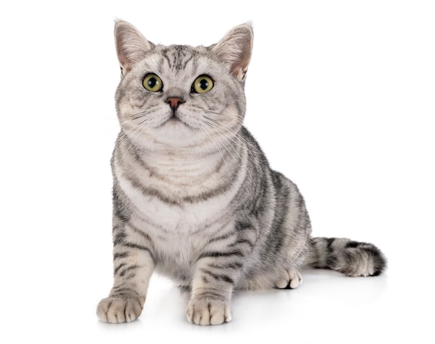 British Shorthair aislado