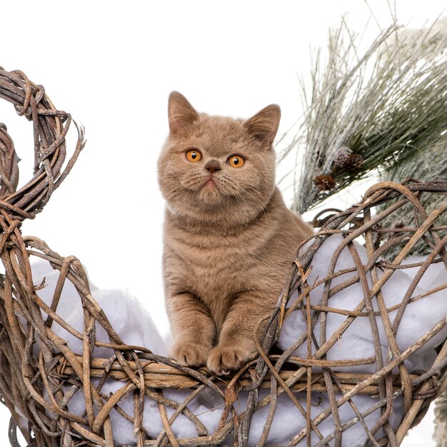 British shorthair delante de un paisaje navideño