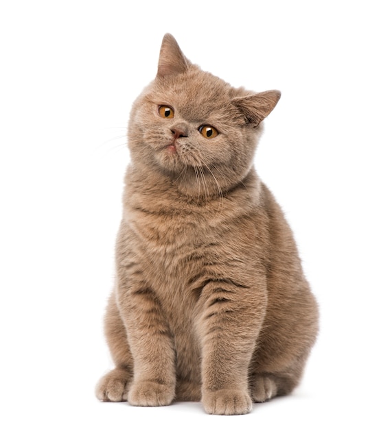 British shorthair delante de una pared blanca