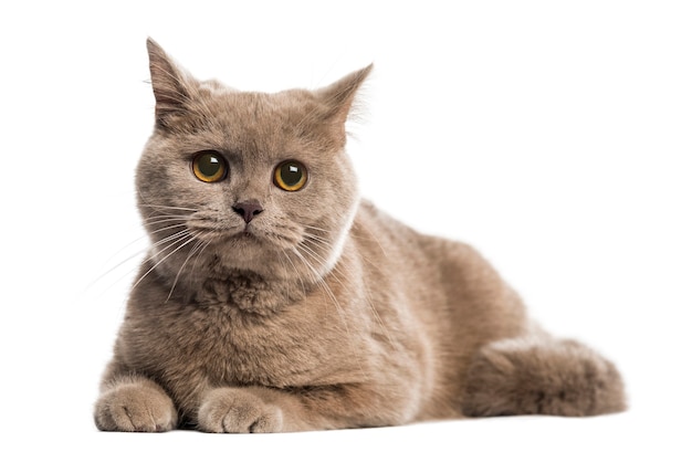 British shorthair delante de una pared blanca