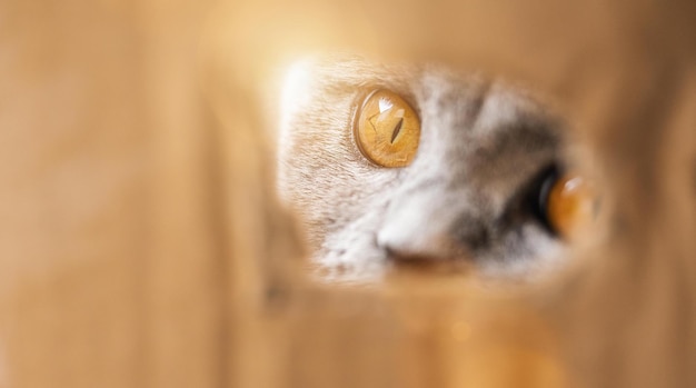 British shorthair parecendo curioso de um buraco em uma caixa de papelão