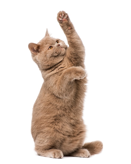 British shorthair pateando delante de una pared blanca