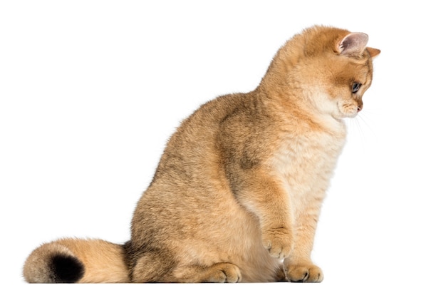 British shorthair sentado mirando hacia abajo