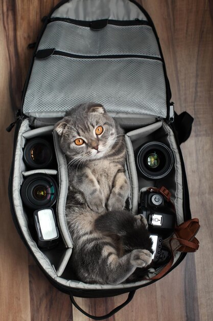 British Shorthair um gato em uma bolsa de fotos