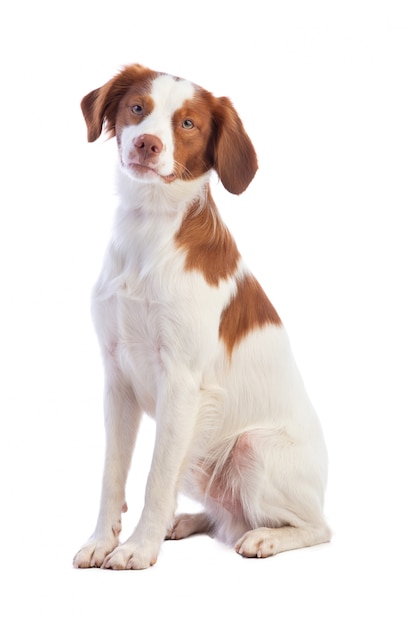 Brittany Spaniel sentado