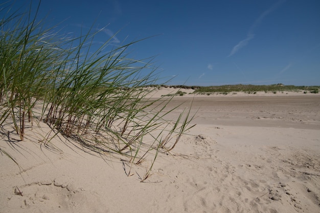 Brizna de hierba en dunas de arena en la playa