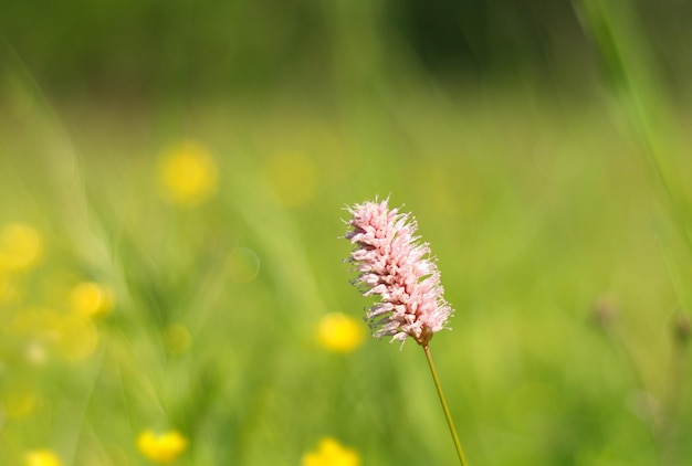 Una brizna de hierba rosa en un prado en una soleada mañana de verano región de Moscú Rusia