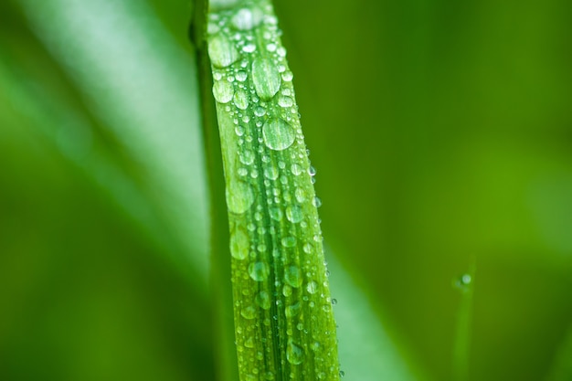 Brizna de hierba verde con gotas de agua