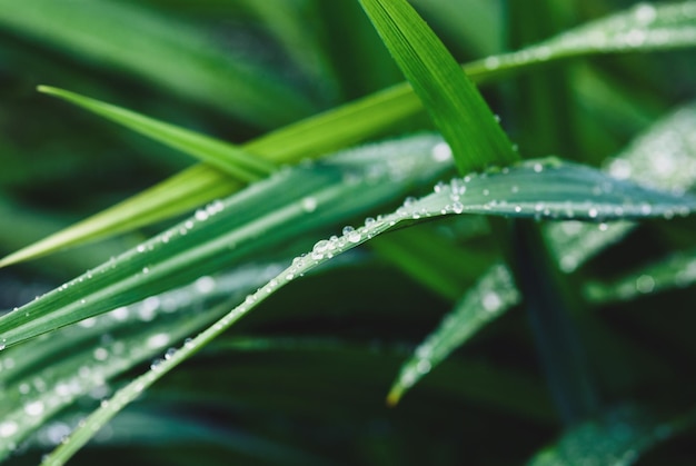 Briznas de hierba mojadas después de la lluvia