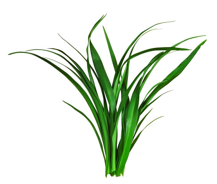 Foto briznas de hierba verde aislado