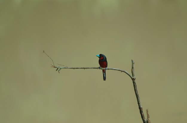 Broadbill negro y rojo en una rama