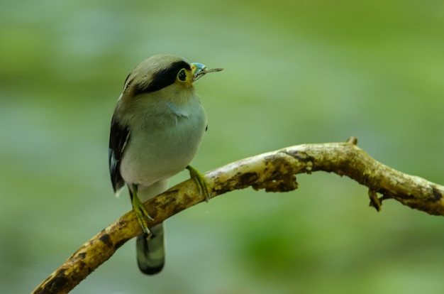 Broadbill prata-breasted no ramo de árvore