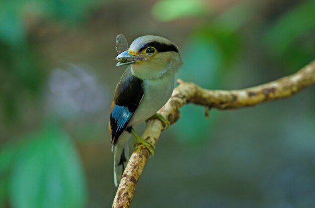 Broadbill prata-breasted no ramo de árvore