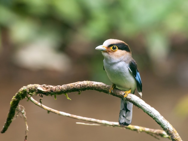 Broadbill prata-breasted (Serilophus lunatus)