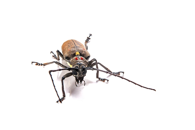 Broca-das-árvores (batocera rufomaculata) isolada em um fundo branco