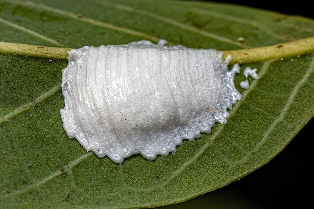 Brochosomen für Insekteneier