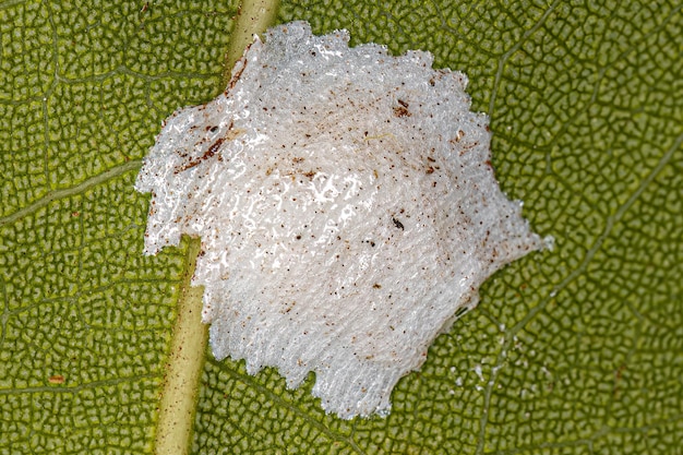 Brochosomen für Insekteneier