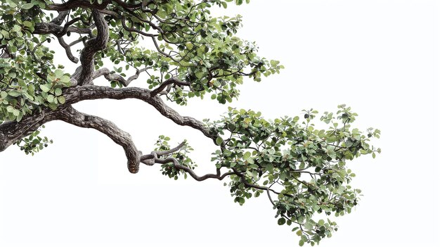 Foto brócoli aislado sobre un fondo blanco