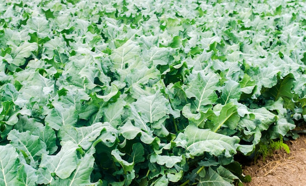 El brócoli crece en el campo. Hortalizas orgánicas frescas agrícolas de cultivo.