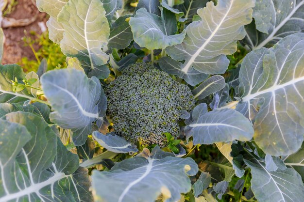 El brócoli crece en suelo orgánico en un huerto. Brócoli en condiciones naturales, primer plano.