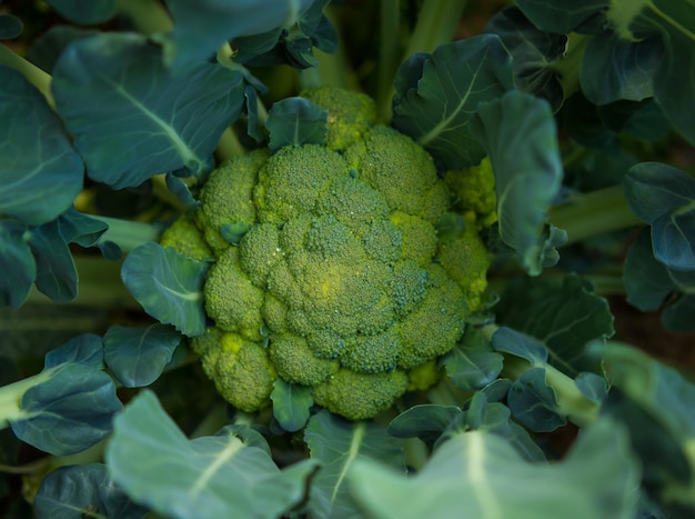 Brócoli en el jardín una cabeza de brócoli en el jardín en el jardín de la casa