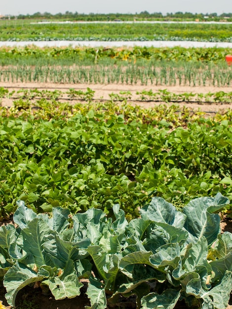 Brócoli que crece en el jardín.