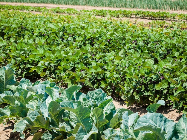 Brócoli que crece en el jardín.