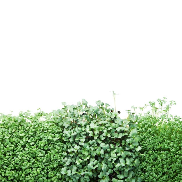 Foto brócolis microgreen, agrião e rabanete isolado no branco.