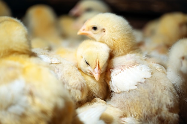 Broiler Chicken Chicks auf der Geflügelfarm.