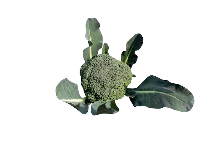 Foto brokkoli brassica oleracea auf weißem hintergrund