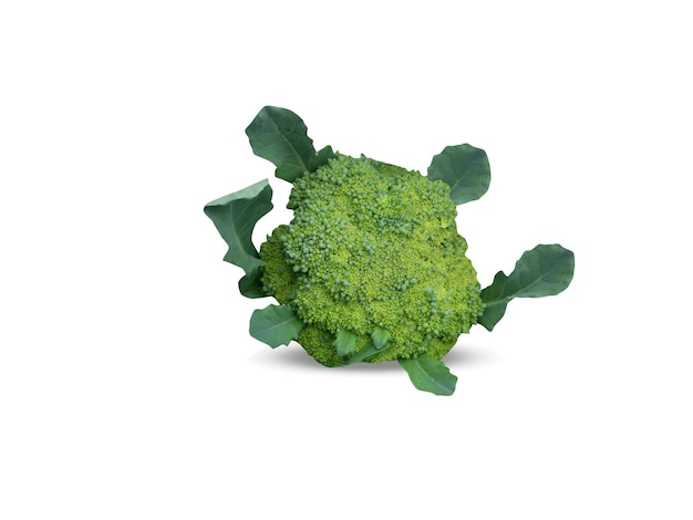Brokkoli Brassica oleracea auf weißem Hintergrund