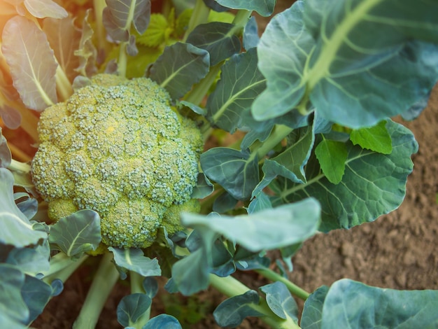 Brokkoli im Garten Brokkolikopf im Garten im heimischen Garten