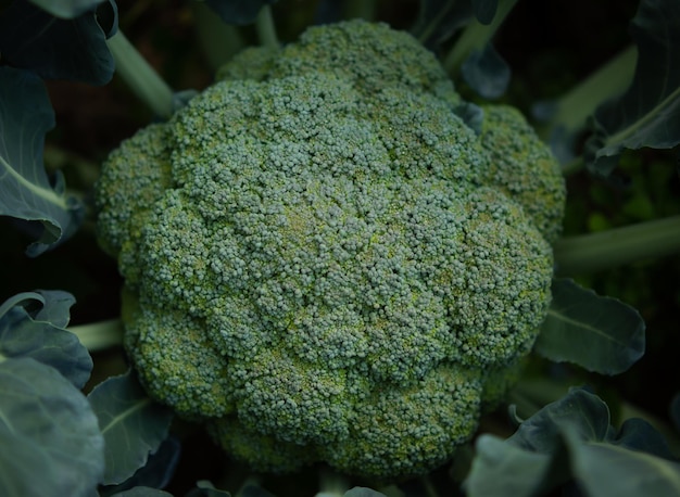 Brokkoli im Garten Brokkolikopf im Garten im heimischen Garten