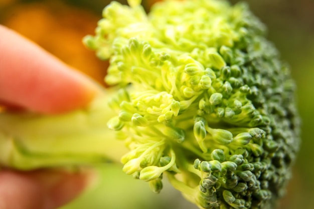 Brokkoli Nahaufnahme Natur Hintergrund gesunde grüne organische rohe Brokkoli Blüten bereit zum Kochen