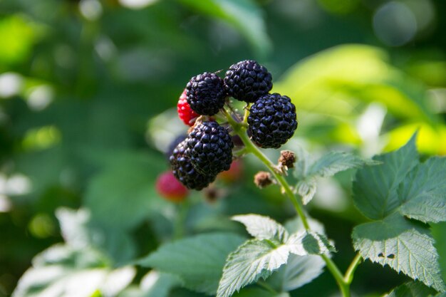 Brombeere am Strauch im Garten