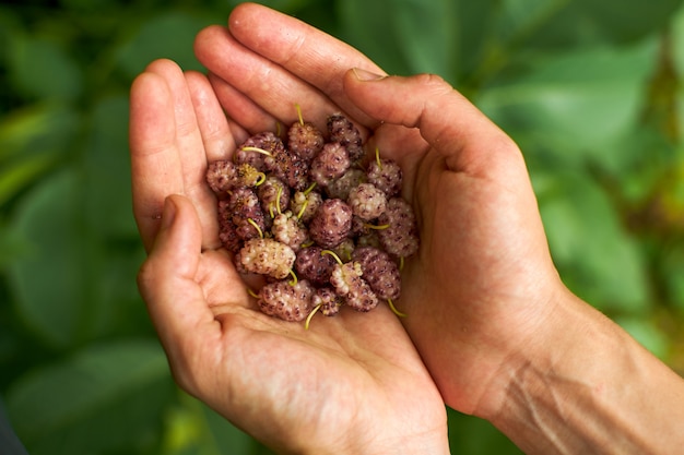 Brombeere in den weiblichen Händen auf einem Naturhintergrund