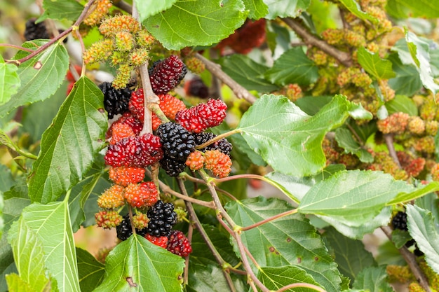 Brombeere reife, reifende und unreife grüne Früchte am Baum