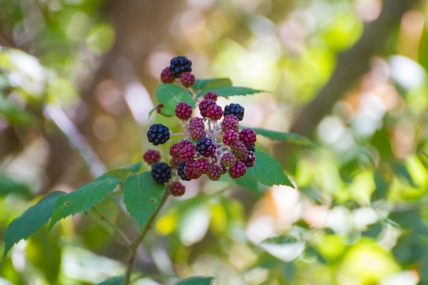 Foto brombeeren auf einem busch in der nähe des flusses alberche in spanien