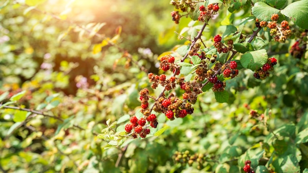 Brombeeren auf einem grünen Zweig im Wald