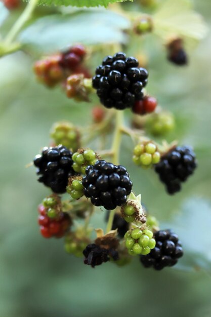 Foto brombeeren auf einer zweignahaufnahme